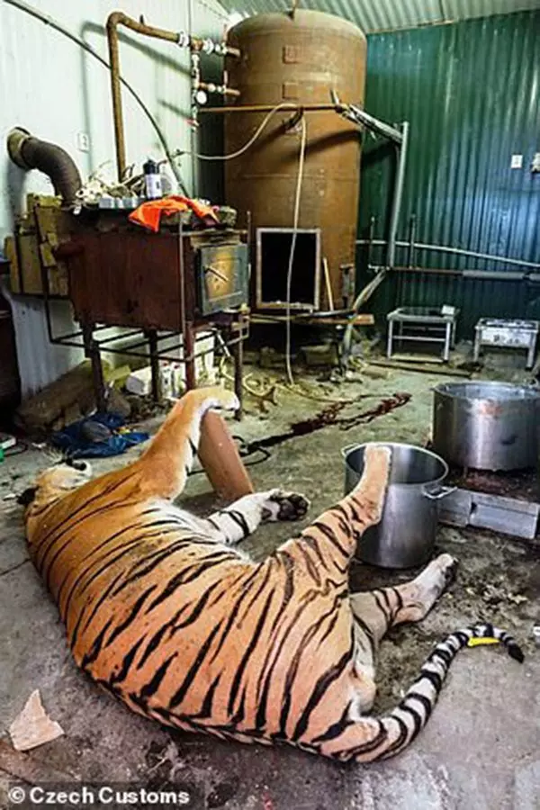 捷克破獲老虎屠場 虎骨熬湯塊每安士賣8000