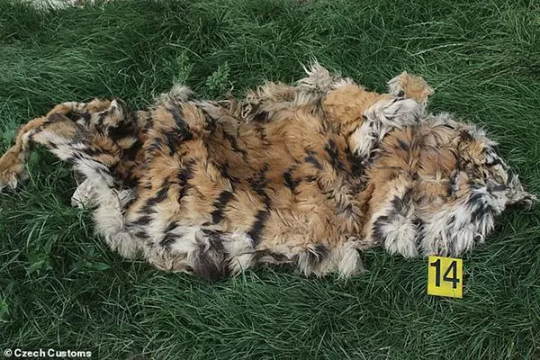 捷克破獲老虎屠場 虎骨熬湯塊每安士賣8000