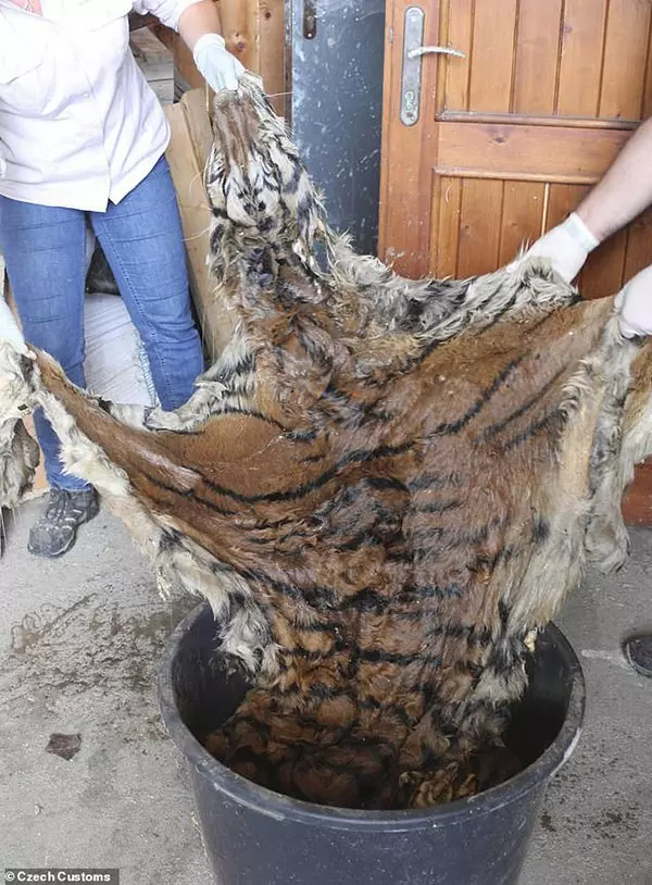捷克破獲老虎屠場 虎骨熬湯塊每安士賣8000