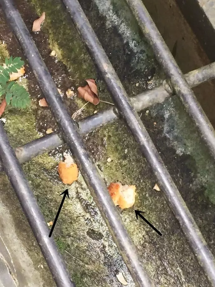 流浪小貓趴在下水道旁一動不動,男子上前一看說:就問你尷尬不?