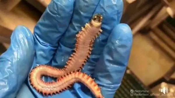 漁夫出海捕魚 抓到尖叫的怪異生物