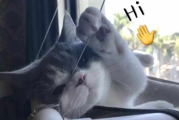 歲月真是一把豬飼料,喵皇小時候超無辜,僅半年後卻變「黑道大哥」!