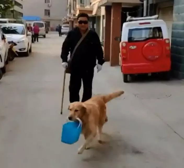 主人腿腳不便,暖心金毛幫提菜籠四年,每兩步回頭看主人在不在,得一此狗人生無憾