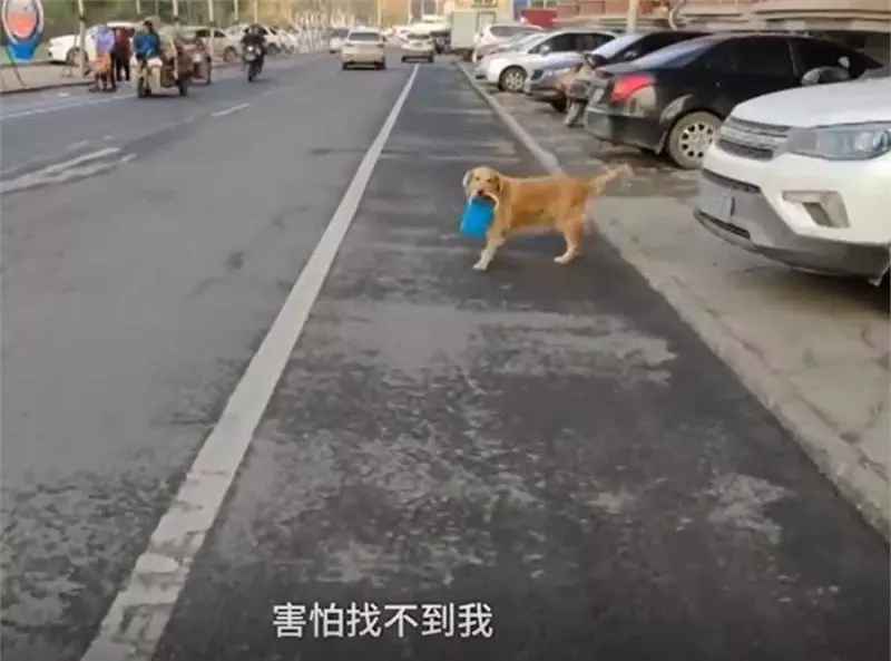 主人腿腳不便,暖心金毛幫提菜籠四年,每兩步回頭看主人在不在,得一此狗人生無憾