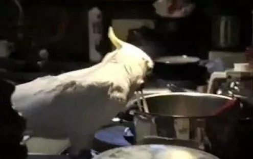 鸚鵡與狗生活忘記自己會飛,雀身汪心,鸚鵡跑步姿勢萌爆了!