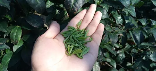 綠茶清熱、紅茶暖胃 茶喝對了才最有效