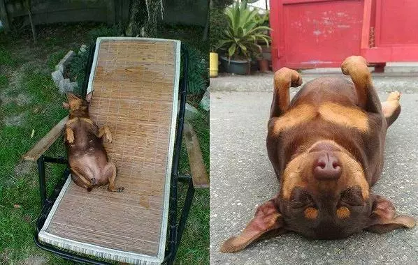 狗狗貪吃躺在牆邊口吐白沫,主人回家看到後流淚不止,下一秒狗狗讓主人笑噴!