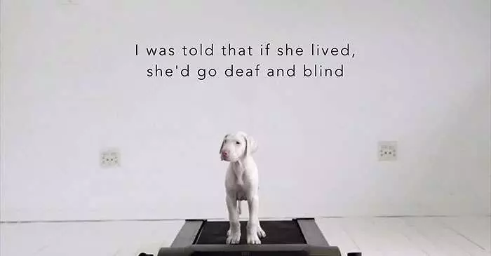 他以為病狗活不久了,每天陪伴愛犬記錄生活,拍一拍卻發現狗狗越活越健康!