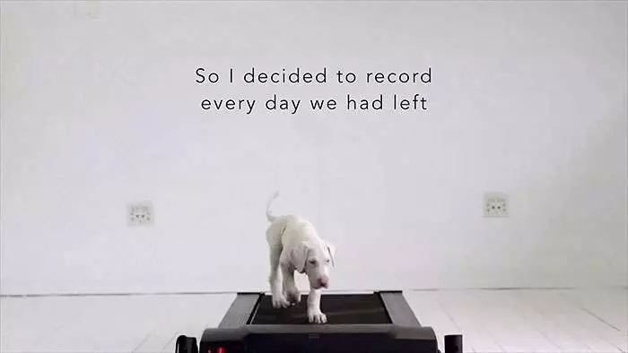 他以為病狗活不久了,每天陪伴愛犬記錄生活,拍一拍卻發現狗狗越活越健康!