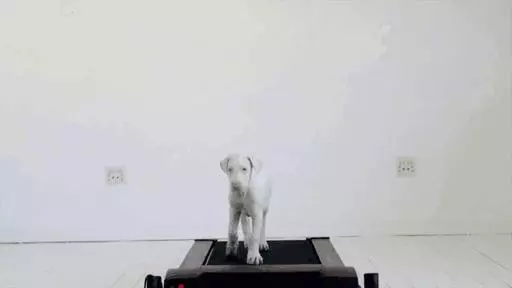 他以為病狗活不久了,每天陪伴愛犬記錄生活,拍一拍卻發現狗狗越活越健康!