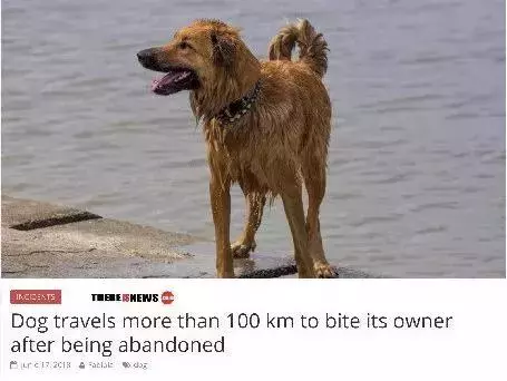 狗對主人是絕對忠誠的嗎?