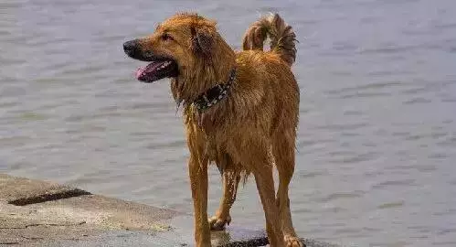 狗對主人是絕對忠誠的嗎?