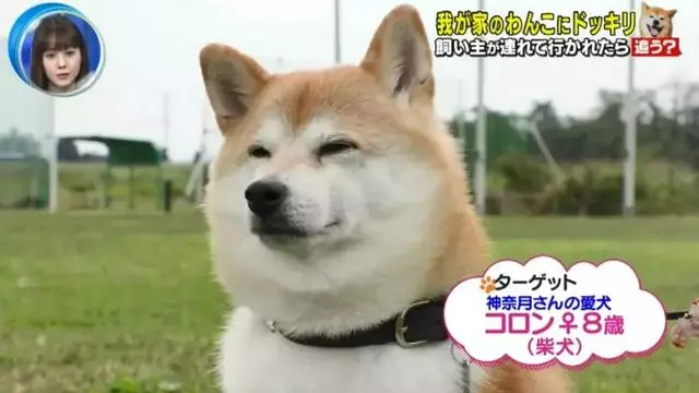 狗對主人是絕對忠誠的嗎?