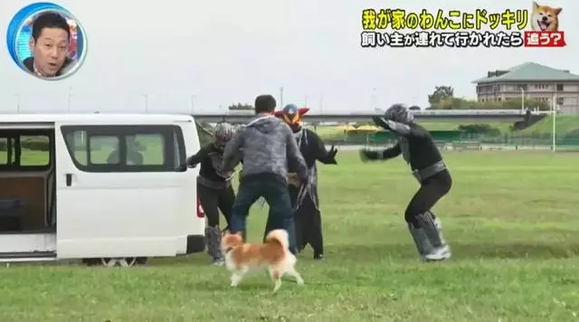 狗對主人是絕對忠誠的嗎?