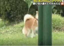 狗對主人是絕對忠誠的嗎?
