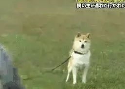 狗對主人是絕對忠誠的嗎?