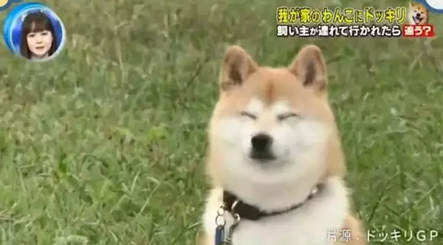 狗對主人是絕對忠誠的嗎?