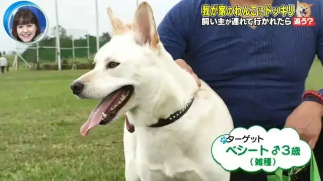 狗對主人是絕對忠誠的嗎?