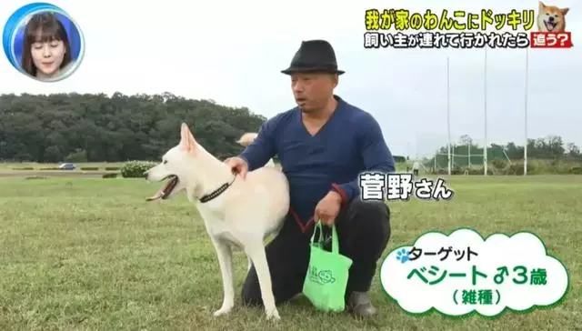 狗對主人是絕對忠誠的嗎?