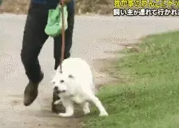 狗對主人是絕對忠誠的嗎?