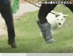 狗對主人是絕對忠誠的嗎?