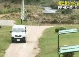 狗對主人是絕對忠誠的嗎?