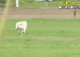 狗對主人是絕對忠誠的嗎?