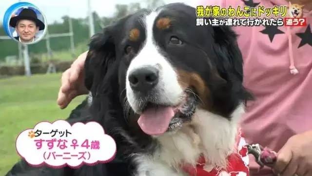 狗對主人是絕對忠誠的嗎?