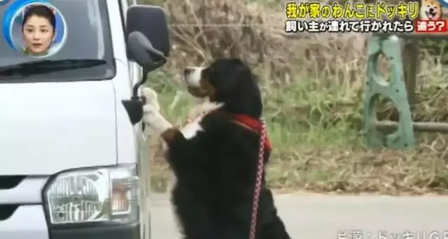 狗對主人是絕對忠誠的嗎?