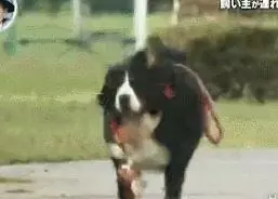 狗對主人是絕對忠誠的嗎?