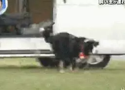 狗對主人是絕對忠誠的嗎?