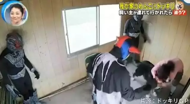 狗對主人是絕對忠誠的嗎?