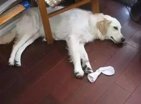 你永遠不知道晚上舔你的狗狗,在白天都吃了些啥