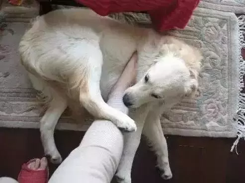 你永遠不知道晚上舔你的狗狗,在白天都吃了些啥