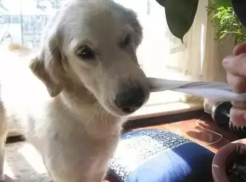 你永遠不知道晚上舔你的狗狗,在白天都吃了些啥