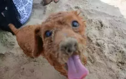 你永遠不知道晚上舔你的狗狗,在白天都吃了些啥