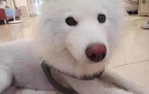 你永遠不知道晚上舔你的狗狗,在白天都吃了些啥