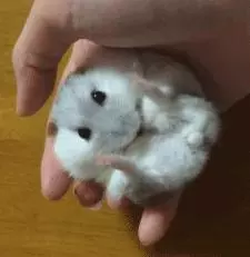 你家的倉鼠還會咬人?不怕,終極訓練教程 讓倉鼠跟你親近起來