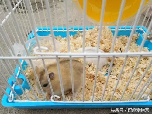 你家的倉鼠還會咬人?不怕,終極訓練教程 讓倉鼠跟你親近起來