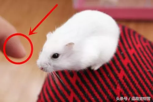 你家的倉鼠還會咬人?不怕,終極訓練教程 讓倉鼠跟你親近起來