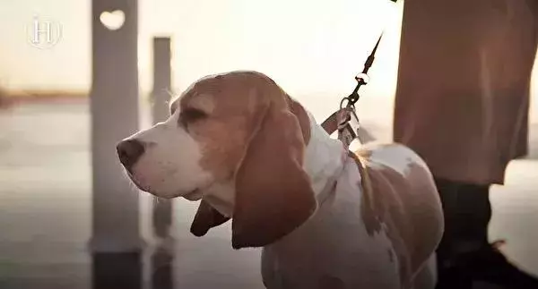我不配得到愛,因為我是一隻實驗犬