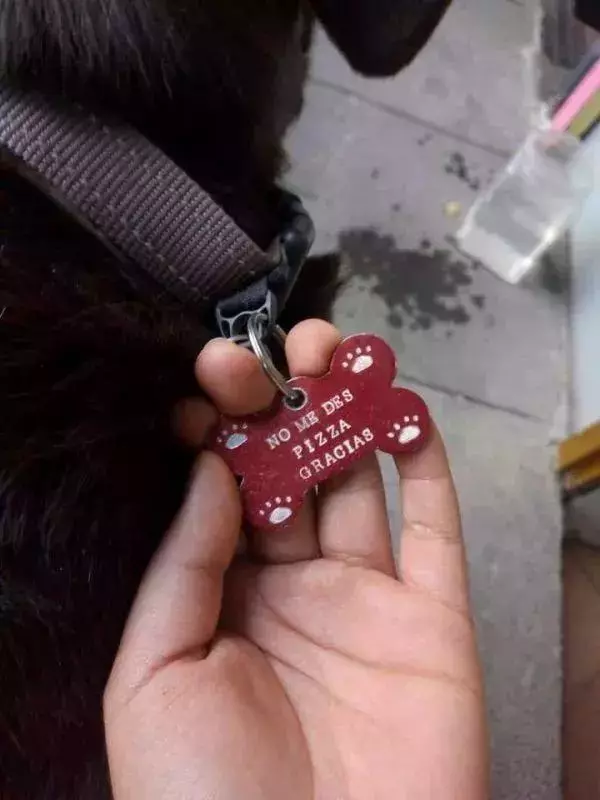 「流浪狗」在披薩店裝可憐討食,但脖子上的吊牌卻寫著……