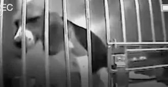 我不配得到愛,因為我是一隻實驗犬