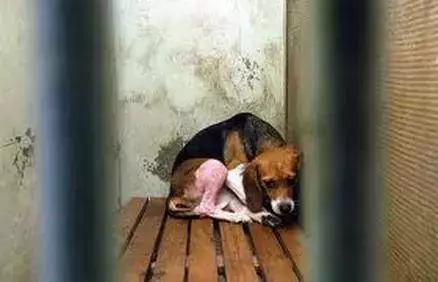 我不配得到愛,因為我是一隻實驗犬