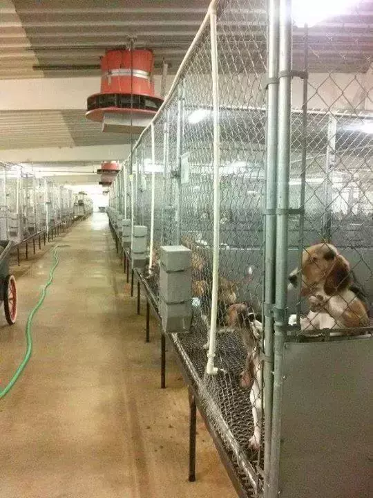 我不配得到愛,因為我是一隻實驗犬