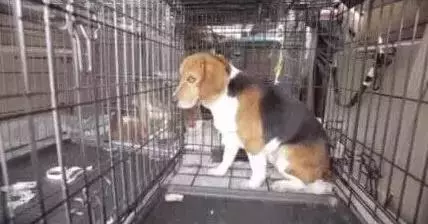 我不配得到愛,因為我是一隻實驗犬