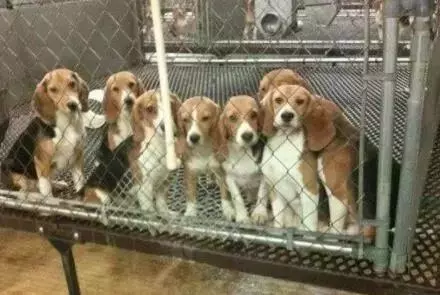 我不配得到愛,因為我是一隻實驗犬