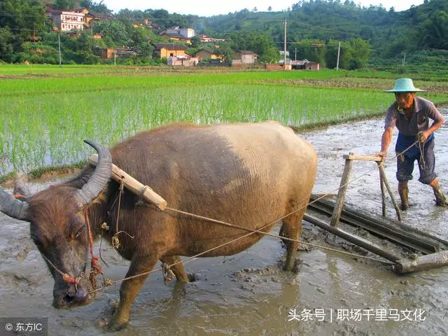 員工為什麼會認為"工作越多,越吃虧"?「鞭打快牛」暴露的管理問題!