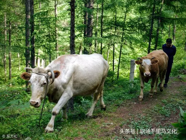 員工為什麼會認為"工作越多,越吃虧"?「鞭打快牛」暴露的管理問題!