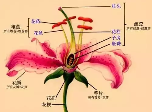 20個不為人知的植物趣聞!